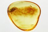 Detailed Fossil Marsh Beetle (Scirtidae) in Baltic Amber #346597-1